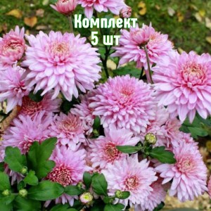 Комплект 5шт / Хризантема Розовый фламинго