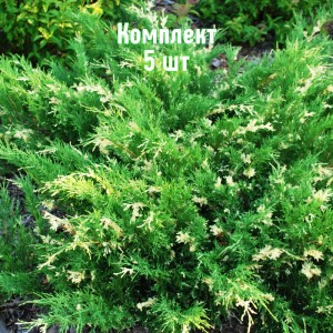 Комплект 5шт / Можжевельник казацкий Вариегата