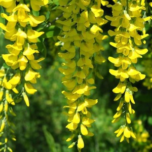 Саженец акации (Карагана) Уссурийской (Ussuriensis)