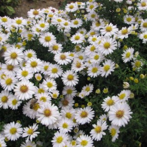 Саженец астры Альба (Alba)