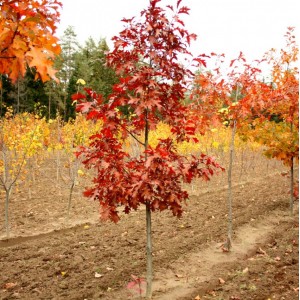 Саженец дуба Красного 60-100 см