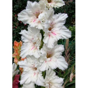 Луковица гладиолуса Апостол Петр