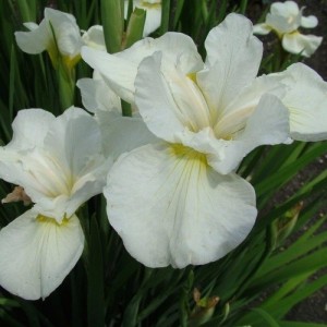 Луковица Ириса сибирского Сноу Квин