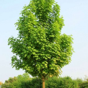 Саженец клёна Остролистного (40-60 см)