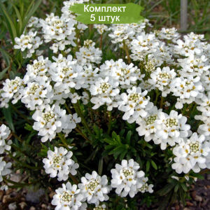 Саженцы ибериса вечнозеленого Снежинка -  комплект 5 шт.