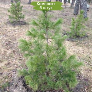 Саженцы кедра Сибирского 40-60 см -  комплект 5 шт.