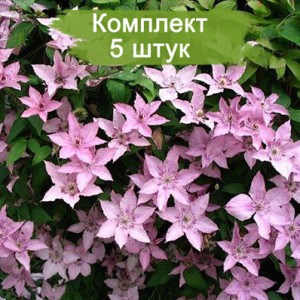 Саженцы клематиса Хегли Хайбрид ( Hagley Hybrid ) -  комплект 5 шт.