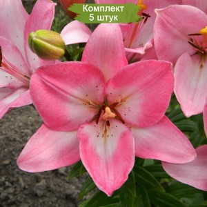 Луковицы лилии Албуфейра ЛА-гибрид (Albufeira) -  комплект 5 шт.