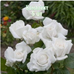 Комплект 5шт / Роза Аннапюрна (чайно-гибридная)