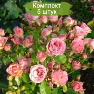 Саженцы спрей розы Литл дрим (Little Dream) -  комплект 5 шт.