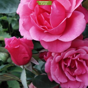 Саженцы парковой розы Маккензи Александр (Alexander Mc Kenzie) -  комплект 5 шт.