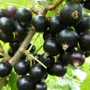 Саженцы черной смородины Селеченская -  комплект 5 шт.