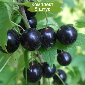 Саженцы черной смородины Вологда -  комплект 5 шт.