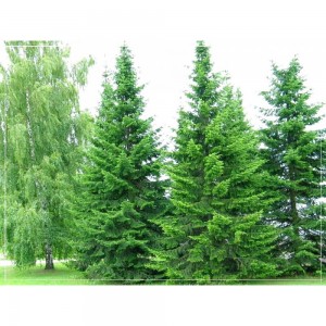 Саженец пихты Сибирской от 150 см