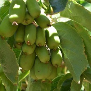 Саженец актинидии женской Ранняя заря