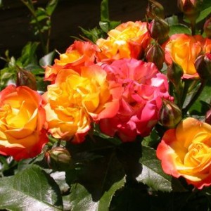 Саженец чайно-гибридной розы Самба Пати (Samba Party)