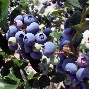 Саженец голубики Элизабет (Elizabeth)