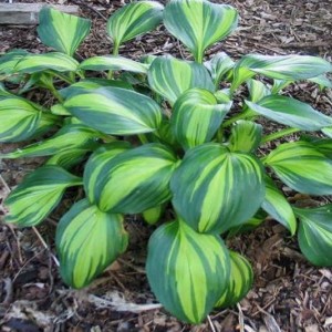 Саженец хосты Рейнбойз Энд (Rainbows End)