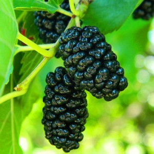 Саженец тутовника (шелковицы) Черная баронесса