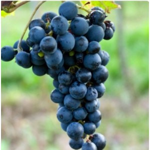 Виноград Амур