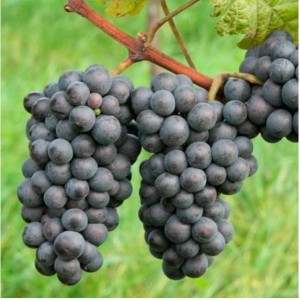 Виноград Зеленолугский рубин