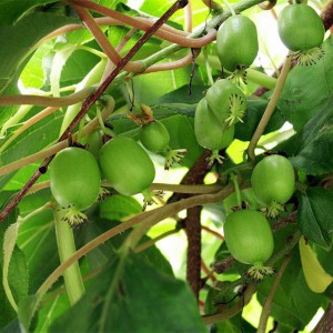 Саженец актинидии женский Фантазия садов